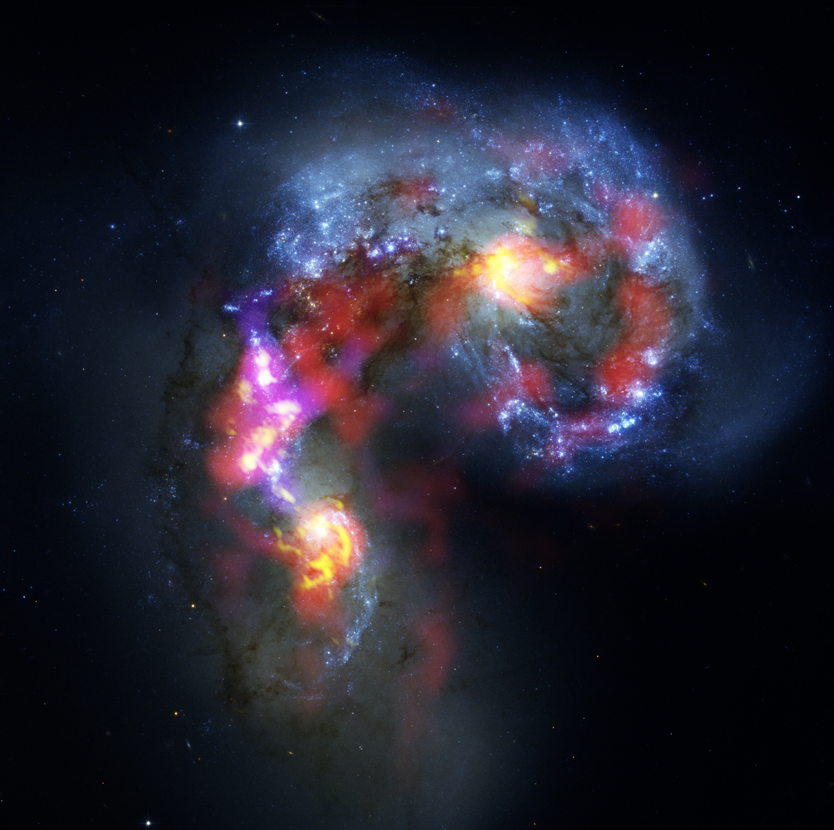 The Antennae Galaxies (also known as NGC 4038 and 4039) are a pair of distorted colliding spiral galaxies about 70 million light-years away, in the constellation of Corvus (The Crow). This view combines ALMA observations, made in two different wavelength ranges during the observatory’s early testing phase, with visible-light observations from the NASA/ESA Hubble Space Telescope. The Hubble image is the sharpest view of this object ever taken and serves as the ultimate benchmark in terms of resolution. ALMA observes at much longer wavelengths which makes it much harder to obtain comparably sharp images. However, when the full ALMA array is completed its vision will be up to ten times sharper than Hubble. Most of the ALMA test observations used to create this image were made using only twelve antennas working together — fewer than will be used for the first science observations — and much closer together as well. Both of these factors make the new image just a taster of what is to come. As the observatory grows, the sharpness, efficiency, and quality of its observations will increase dramatically as more antennas become available and the array grows in size. This is nevertheless the best submillimeter-wavelength image ever taken of the Antennae Galaxies and opens a new window on the submillimeter Universe. While visible light — shown here mainly in blue — reveals the newborn stars in the galaxies, ALMA’s view shows us something that cannot be seen at those wavelengths: the clouds of dense cold gas from which new stars form. The ALMA observations — shown here in red, pink and yellow — were made at specific wavelengths of millimeter and submillimeter light (ALMA bands 3 and 7), tuned to detect carbon monoxide molecules in the otherwise invisible hydrogen clouds, where new stars are forming. Massive concentrations of gas are found not only in the hearts of the two galaxies but also in the chaotic region where they are colliding. Here, the total amount of gas is billions of times the mass of the Sun — a rich reservoir of material for future generations of stars. Observations like these will be vital in helping us understand how galaxy collisions can trigger the birth of new stars. This is just one example of how ALMA reveals parts of the Universe that cannot be seen with visible-light and infrared telescopes. Credit: ALMA (ESO/NAOJ/NRAO). Visible light image: the NASA/ESA Hubble Space Telescope