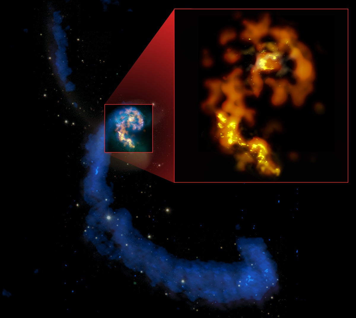 magen compuesta en múltiples longitudes de onda, de las galaxias en interacción NGC 4038/4039, las Antenas, donde se aprecia sus colas en longitudes de onda de radio (azules), las formaciones de estrellas pasadas y recientes en luz visible (blancos y rosados), y una selección de regiones de estrellas actualmente en formación en longitudes milimétricas y submilimétricas (naranjos y amarillos). En detalle: primeras observaciones milimétricas y submilimétricas de ALMA en las bandas 3 (naranjo), 6 (ámbar) y 7 (amarillo), con un nivel de detalle que sobrepasa todas las otras imágenes de estas longitudes de onda. Créditos: (NRAO/AUI/NSF); ALMA (ESO/NAOJ/NRAO); HST (NASA, ESA y B. Whitmore [STScI]); J. Hibbard (NRAO/AUI/NSF); y NOAO/AURA/NSF.