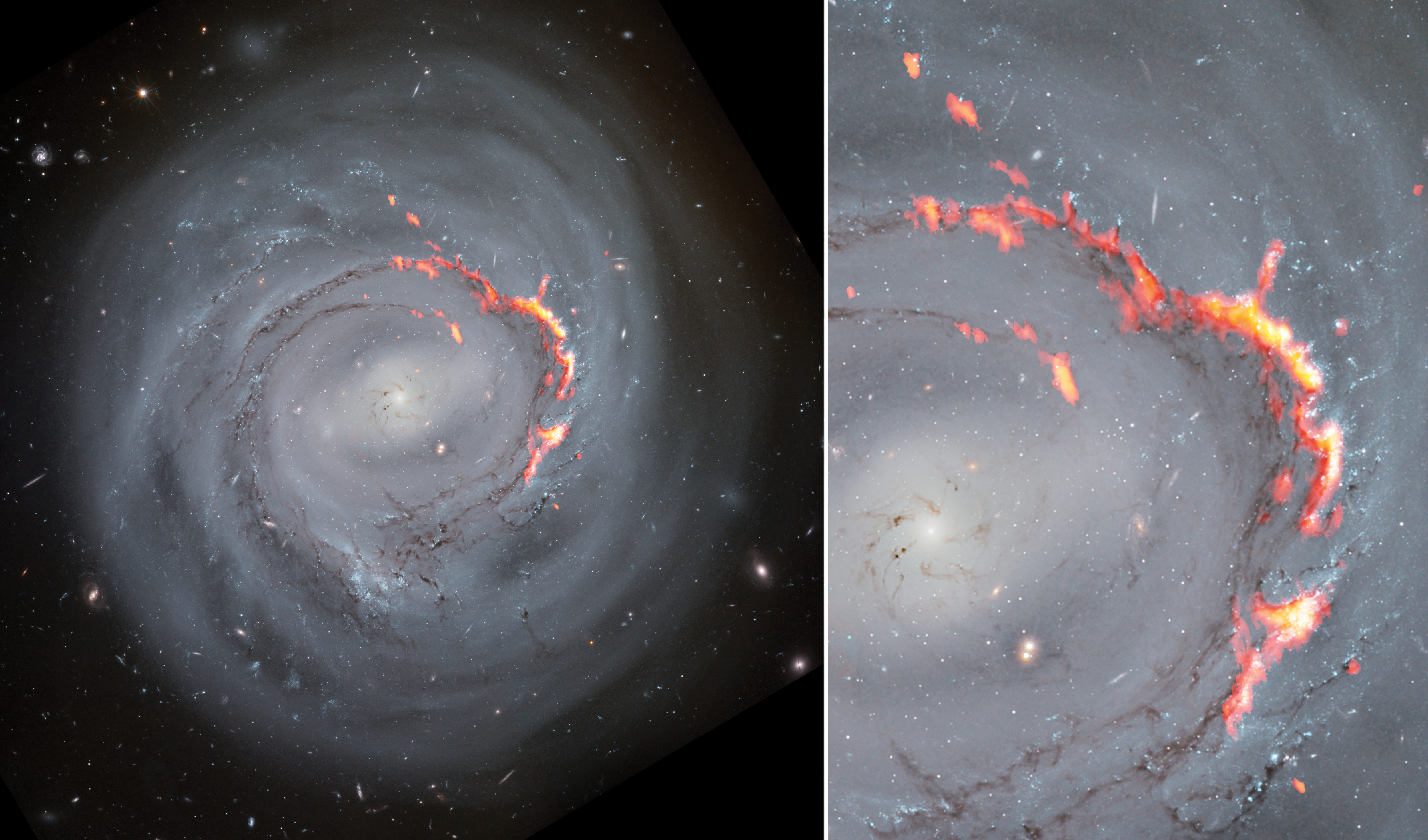 This side-by-side composite shows ALMA (red/orange) data laid over Hubble Space Telescope (optical) images of NGC4921. A new study of the spiral bar galaxy revealed filament structures similar to the Pillars of Creation but significantly larger. These structures are caused by a process known as ram pressure stripping, which pushes gas out of galaxies, leaving them without the material needed to form new stars. Credit: ALMA (ESO/NAOJ/NRAO)/S. Dagnello (NRAO), NASA/ESA/Hubble/K. Cook (LLNL), L. Shatz