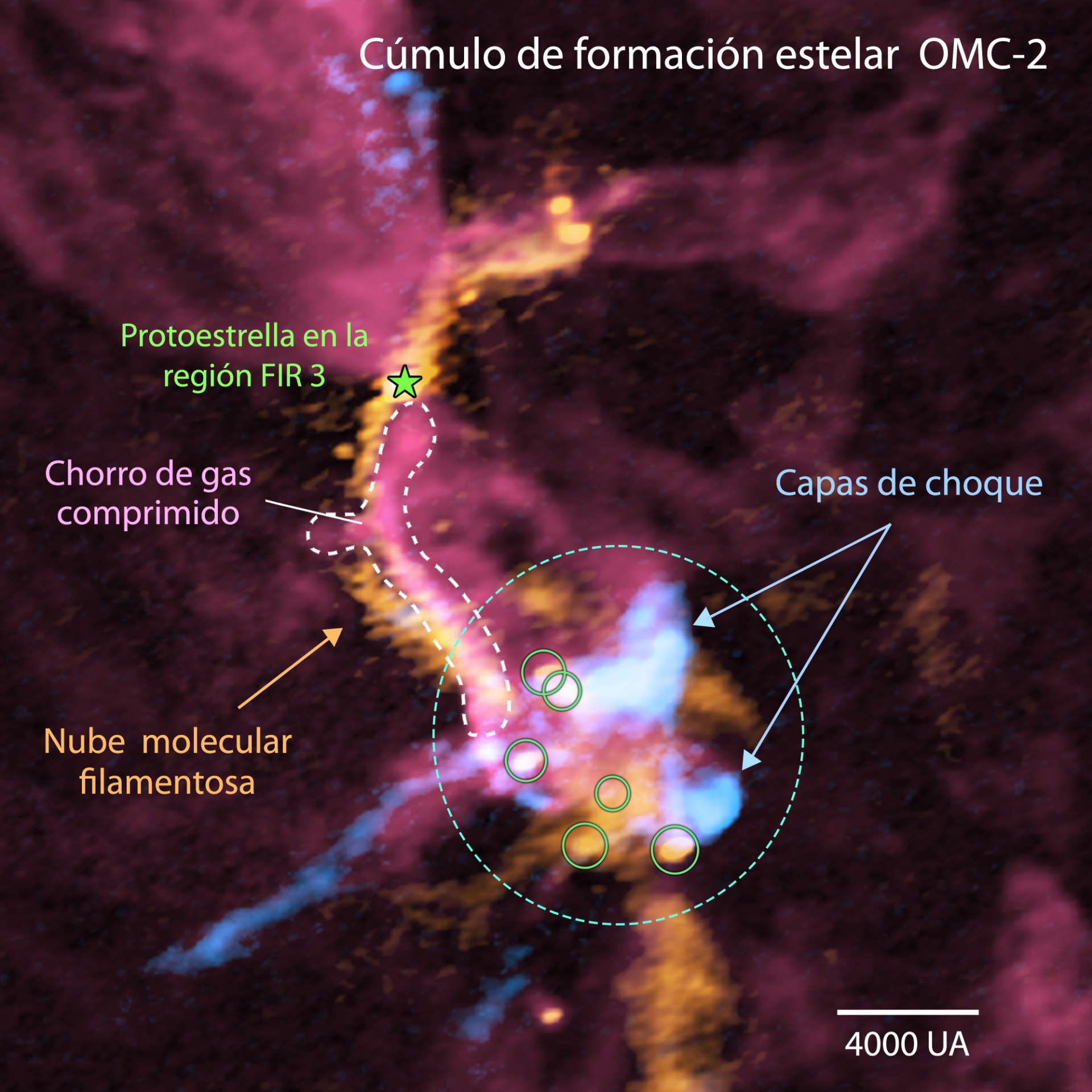 Imagen compuesta de la región de formación de cúmulos OMC-2 FIR3/4 obtenida con ALMA (en rojo se representa el gas de monóxido de carbono; en naranja, las emisiones del polvo; y en azul, el gas de monóxido de silicio). Las zonas donde los colores son más claros equivalen a señales de radio más intensas. La región FIR 3 se ubica en la zona superior izquierda de la imagen, mientras que FIR 4 corresponde a la parte inferior derecha. El chorro molecular gigante emanado de la protoestrella en la región FIR 3 (en rojo) entra en colisión con la nube molecular filamentosa (en naranja) y se comprime (en rosado). El chorro de gas también choca con gas denso hacia el final de su trayectoria (en naranja), donde se forman varias estrellas nuevas (señaladas por círculos verdes en la región FIR 4). El gas de monóxido de silicio revela las capas de choque (en azul claro). La barra blanca en la esquina inferior derecha muestra una escala de 4.000 unidades astronómicas (UA). Créditos: ALMA (ESO/NAOJ/NRAO), A. Sato et al.