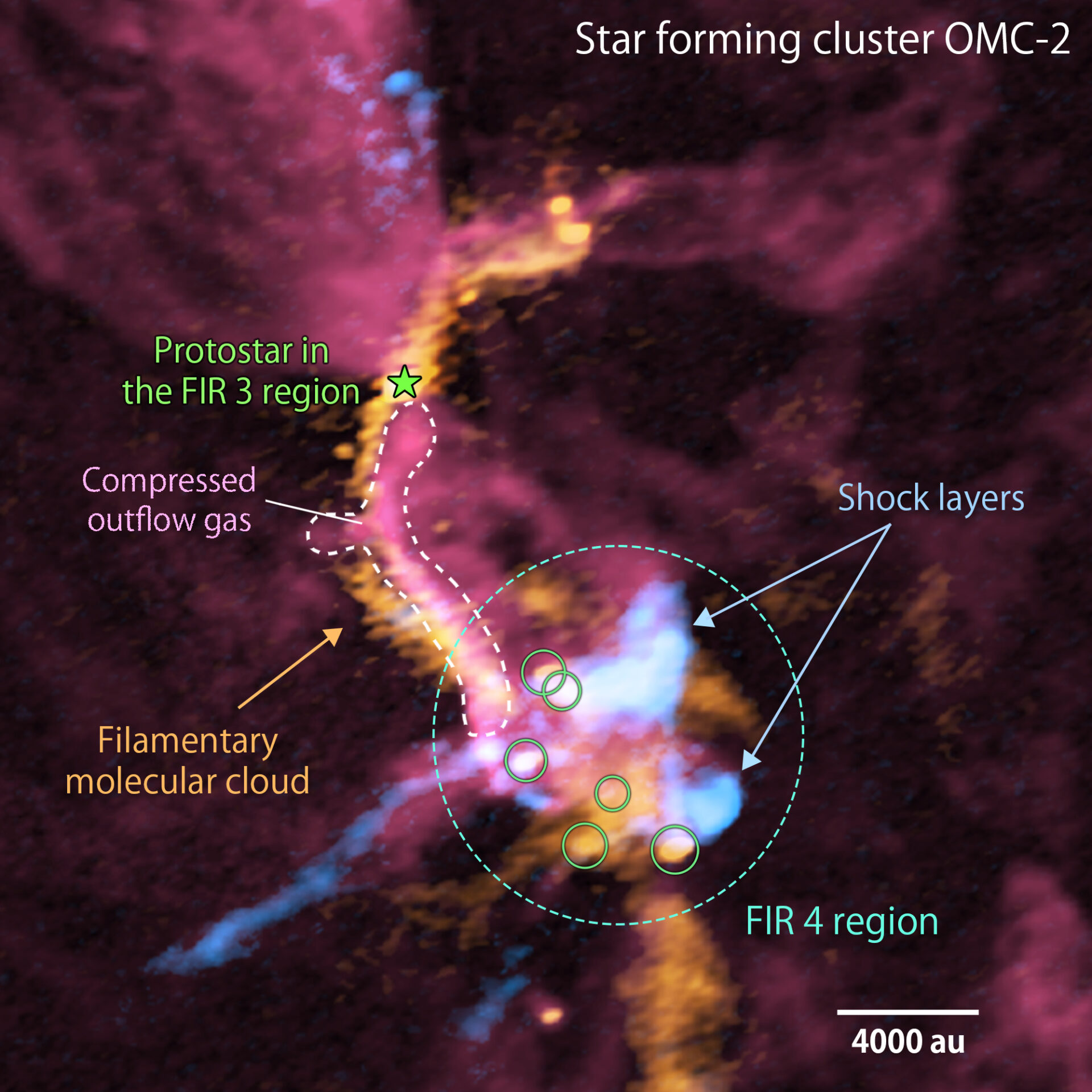 Composite image of the cluster forming region, OMC-2/ FIR 3 and FIR 4, obtained with ALMA (red: carbon monoxide gas, orange: emission from the dust, blue: silicon monoxide gas). For each color, the stronger the radio wave intensity, the more whitish the color is. FIR 3 is located in the upper left of this image, while FIR 4 is located in the bottom right. The giant molecular outflow driven by the protostar in the FIR 3 region (red color) collides with the “filamentary molecular cloud” (orange color). Subsequently, outflow gas interacting with the filamentary molecular cloud is being compressed (shown in pinkish red). The outflow gas also collides with downstream dense gas (shown in orange color) where a group of baby stars is being born (green circles within the FIR 4 region). The shock layers are observed with the silicon monoxide gas (pale blue). The white bar in the lower right corner shows the scale of 4000 astronomical units (au). Credit: ALMA (ESO/NAOJ/NRAO), A. Sato et al.