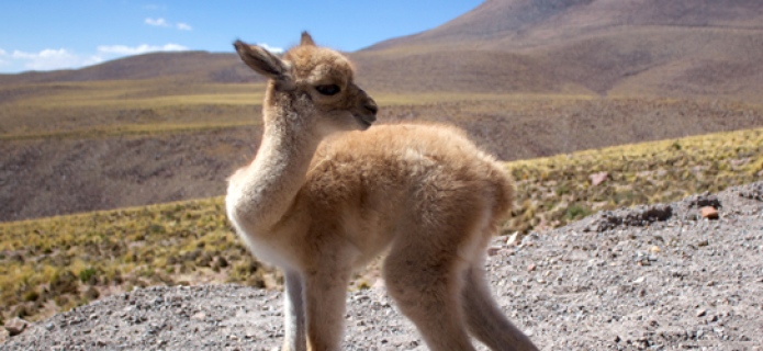ALMA workers rescue abandoned vicuña near observatory