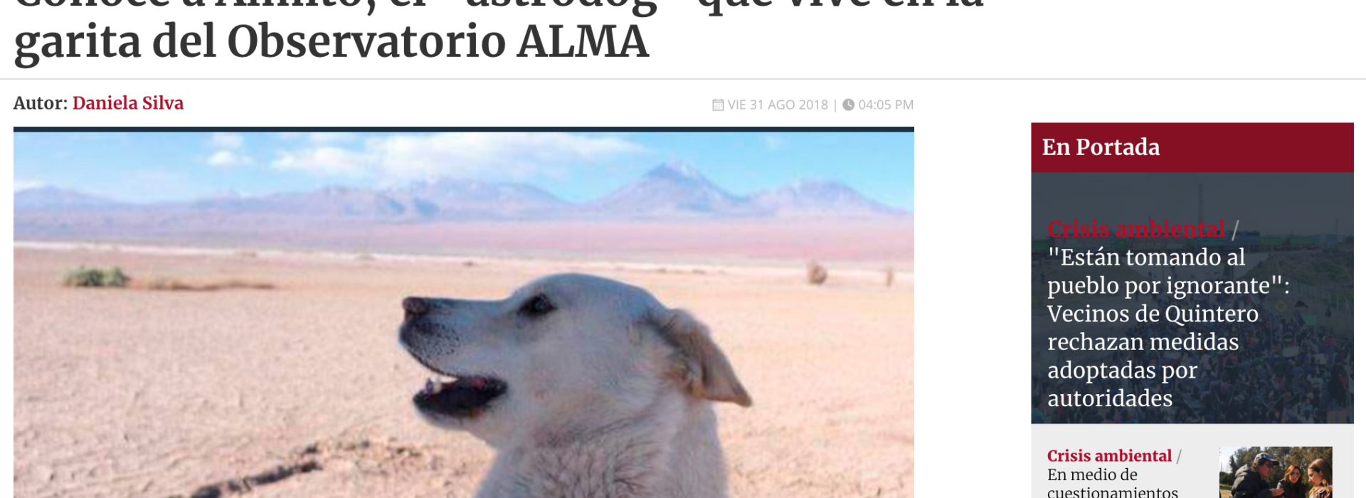 Conoce a Almito, el “astrodog” que vive en la garita del Observatorio ALMA
