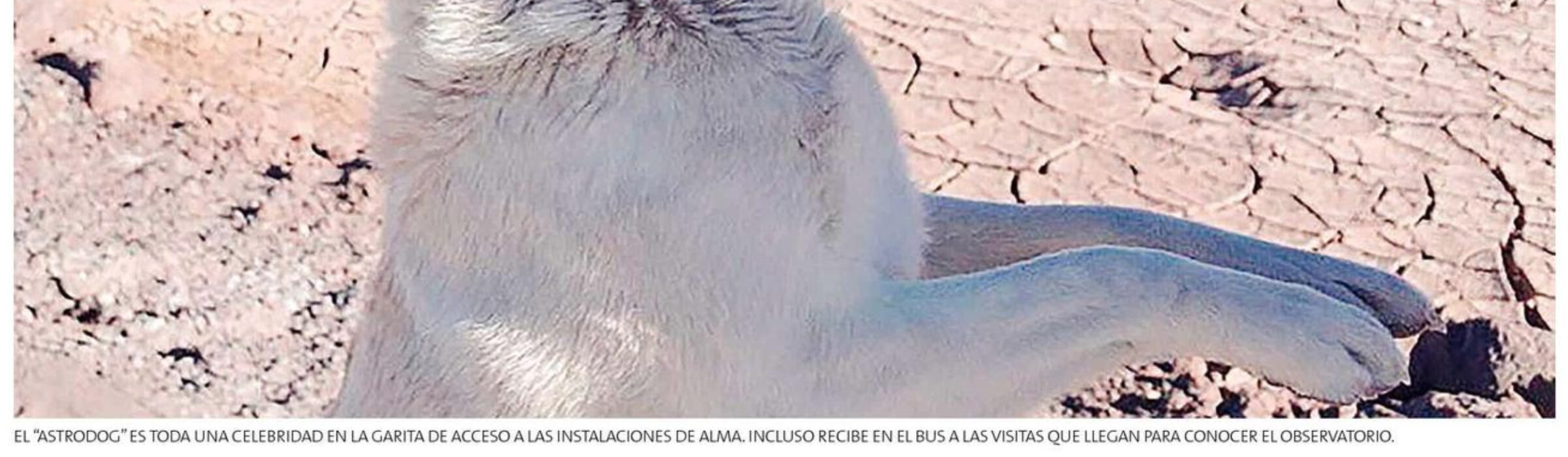 El fiel astroperro que fue rescatado por los trabajadores de ALMA