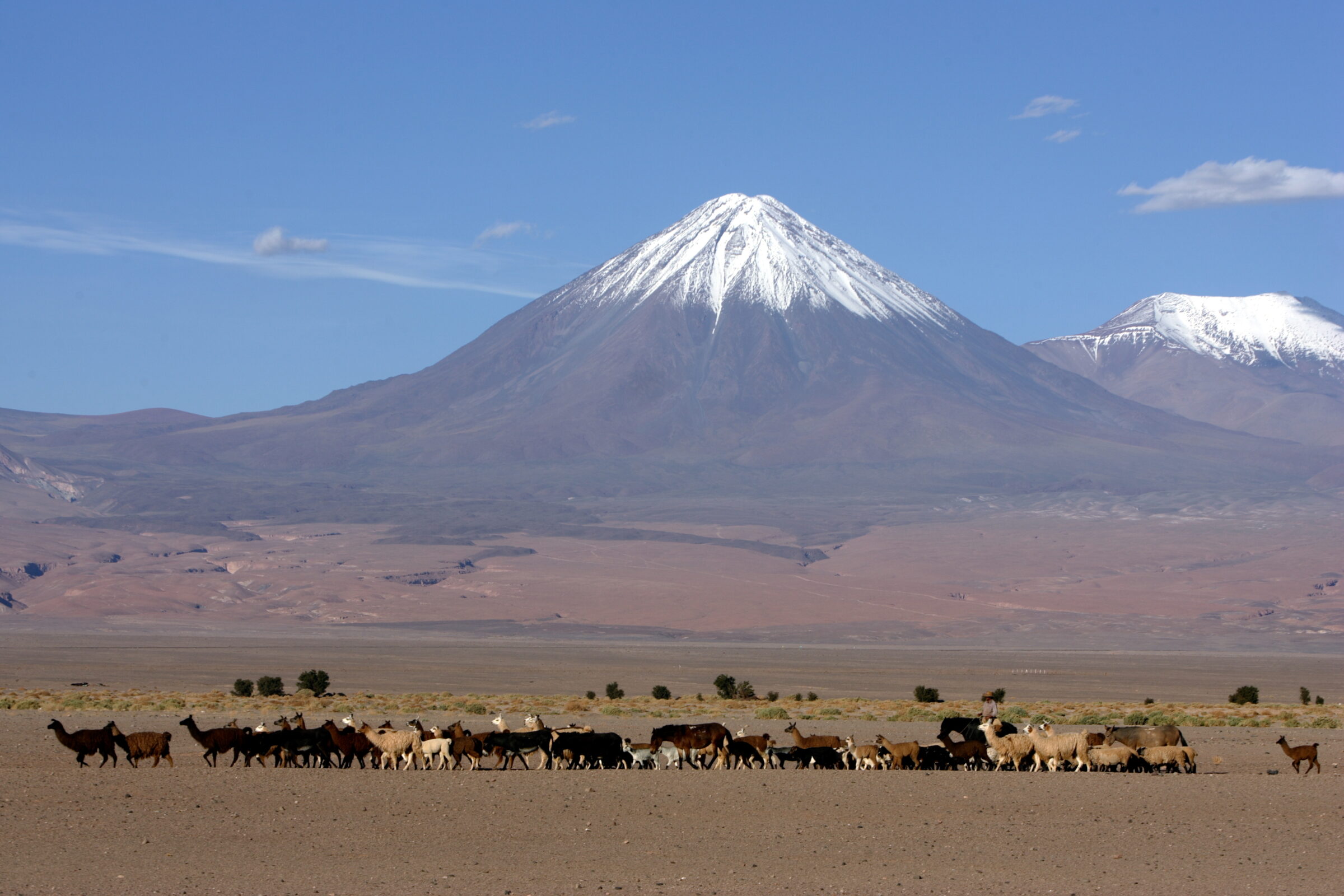 Un arriero junto a sus llamas