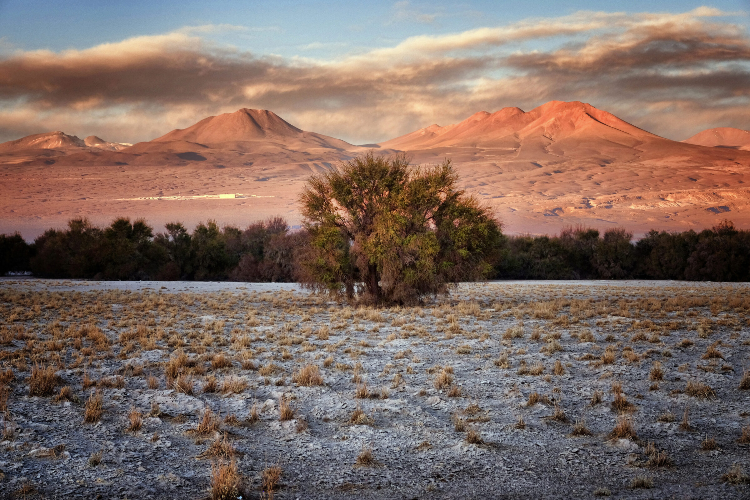 Un bosque de árboles de Tamarugo