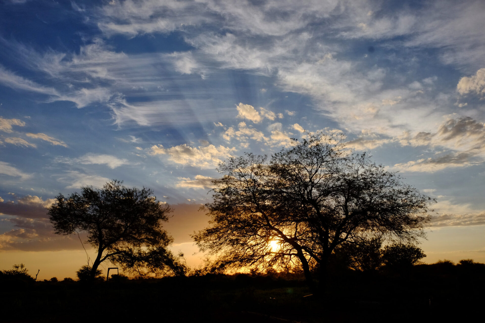 Two Chañar trees in a characteristic Atacama landscape