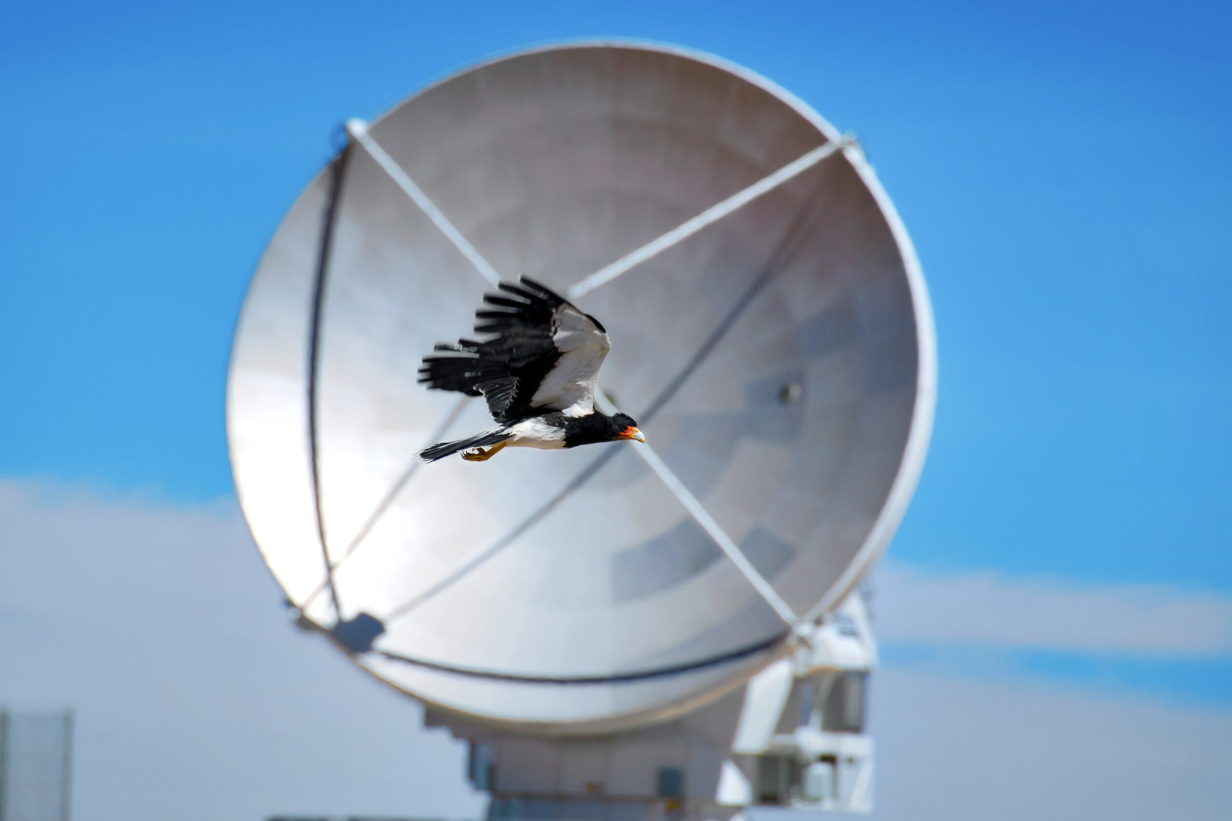 Este Carancho o Traro