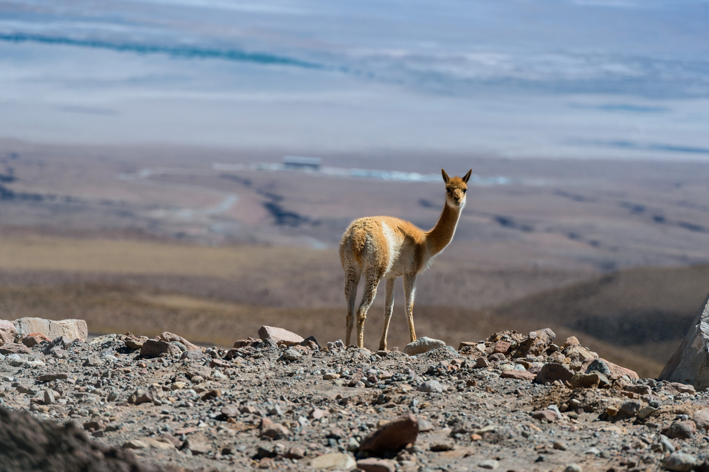 Vicuña