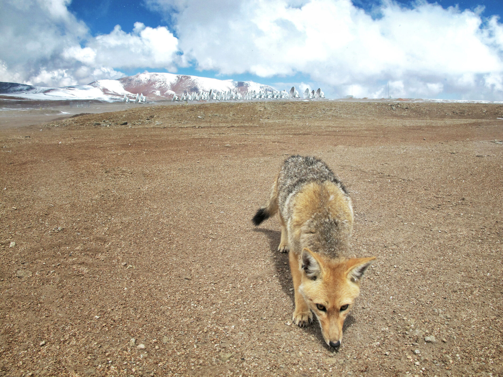 El Llano de Chajnantor, el zorro culpeo