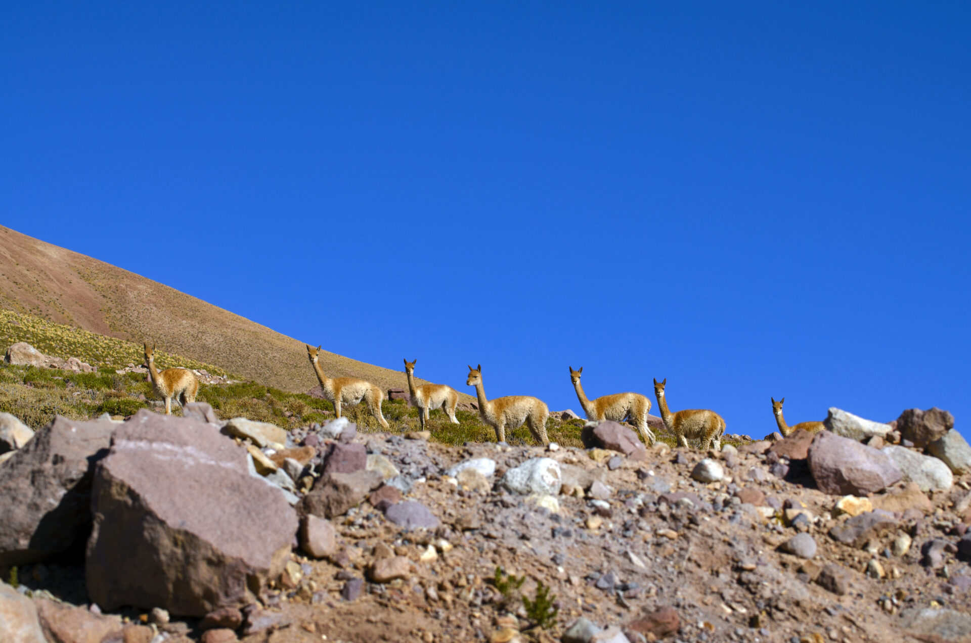 Vicuñas