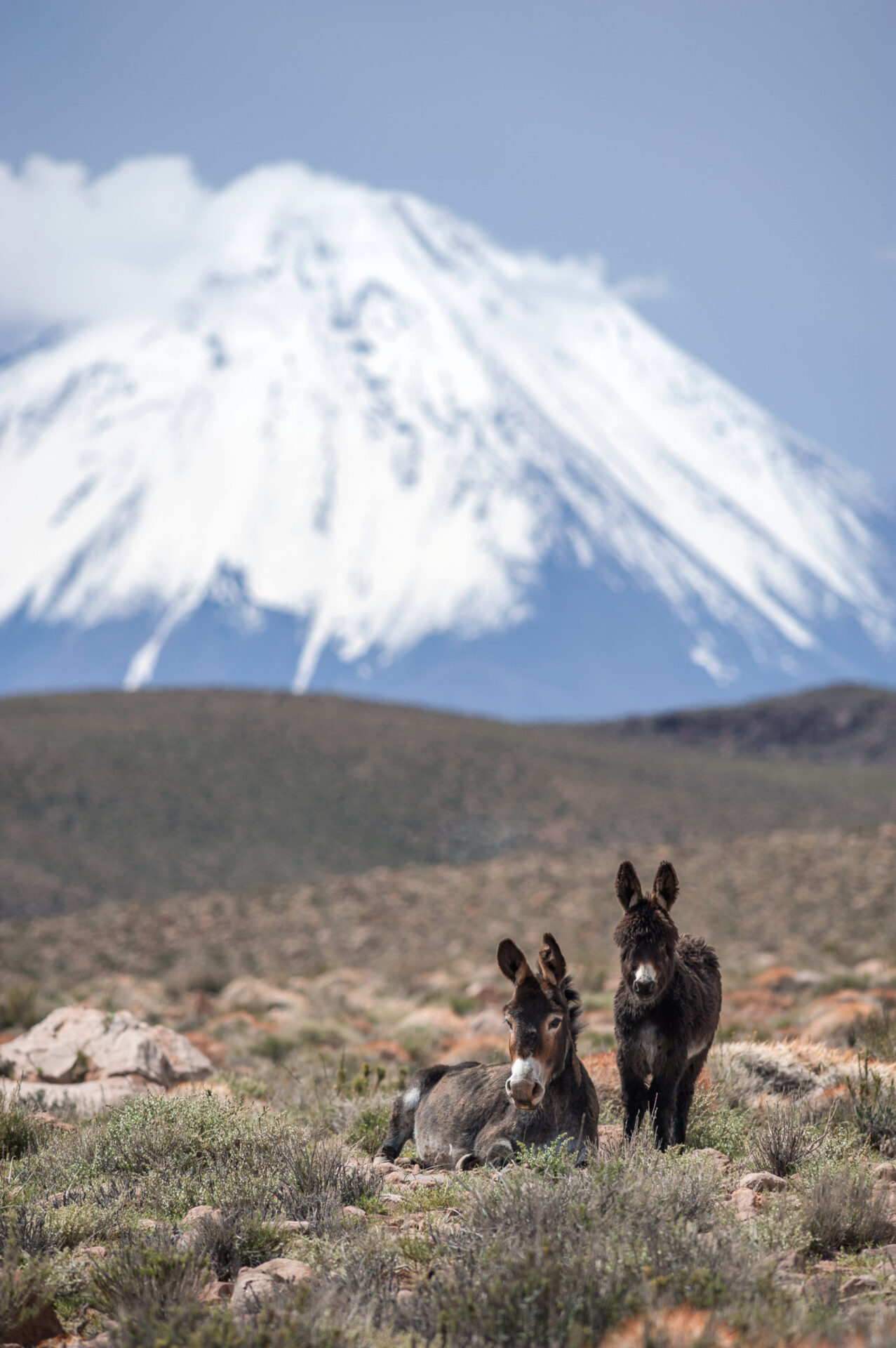 Burros salvajes