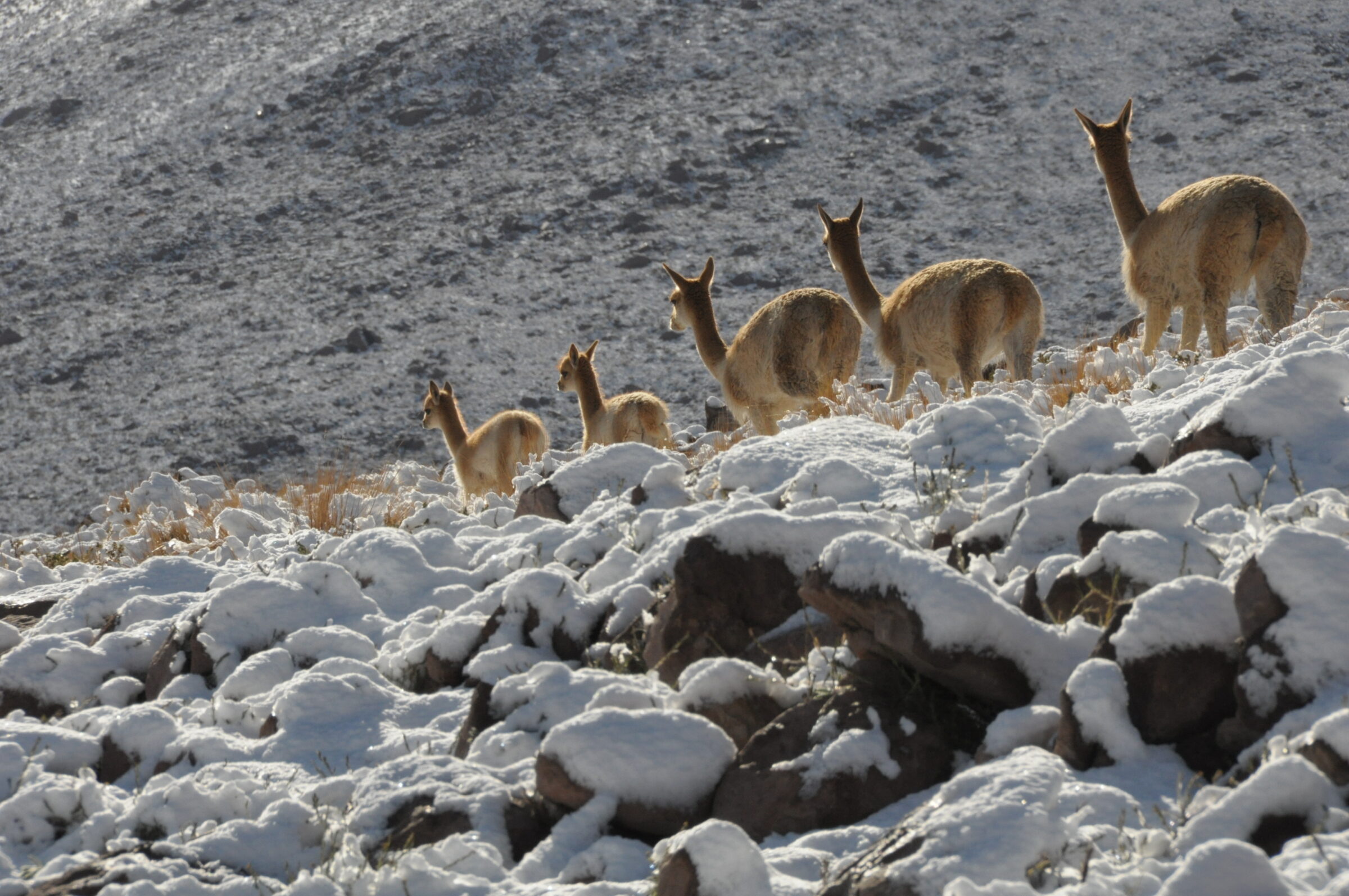 Vicuñas