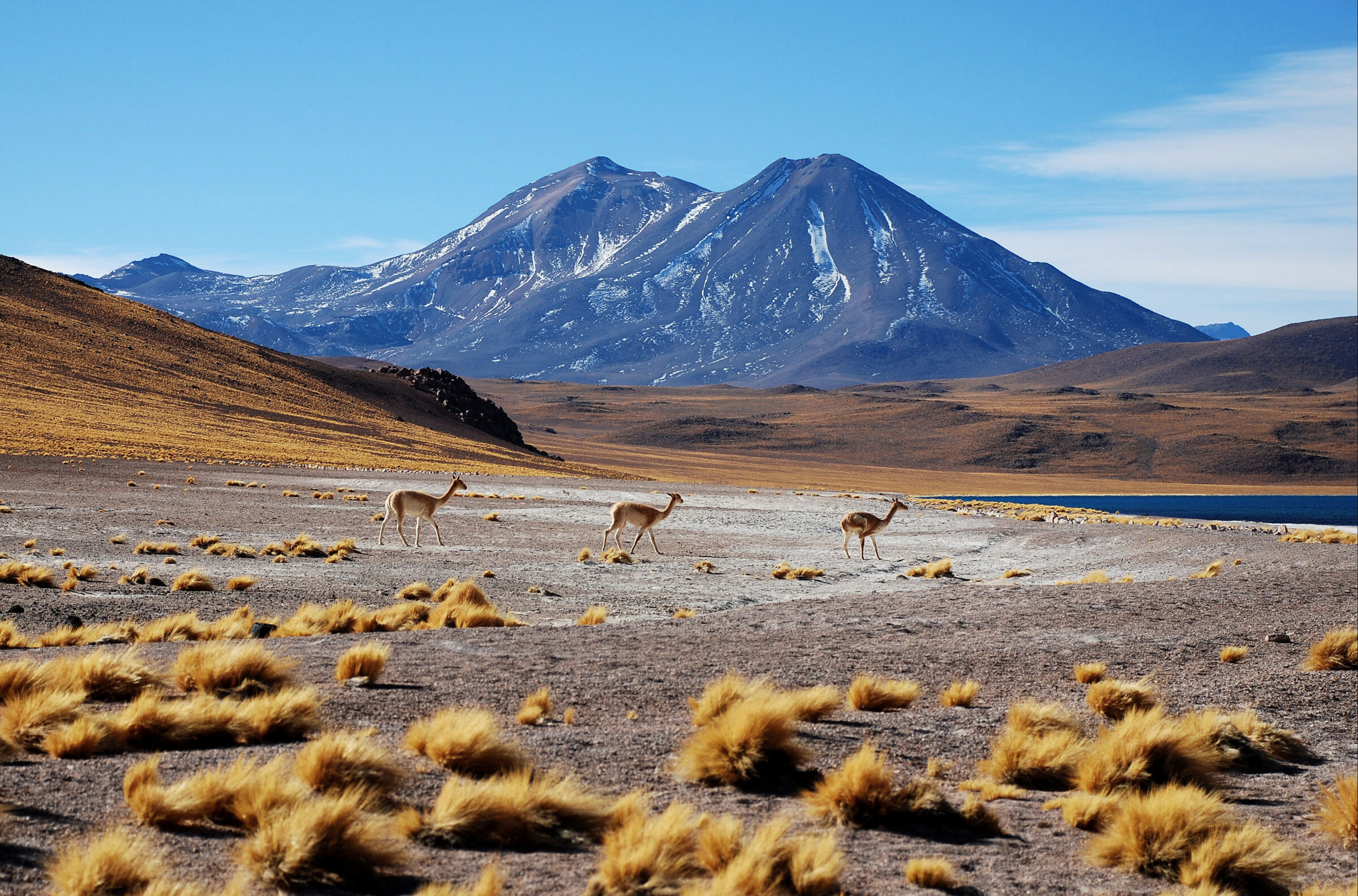 Vicuñas