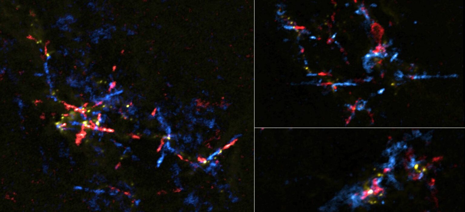 Stellar Eggs near Galactic Center Hatching into Baby Stars