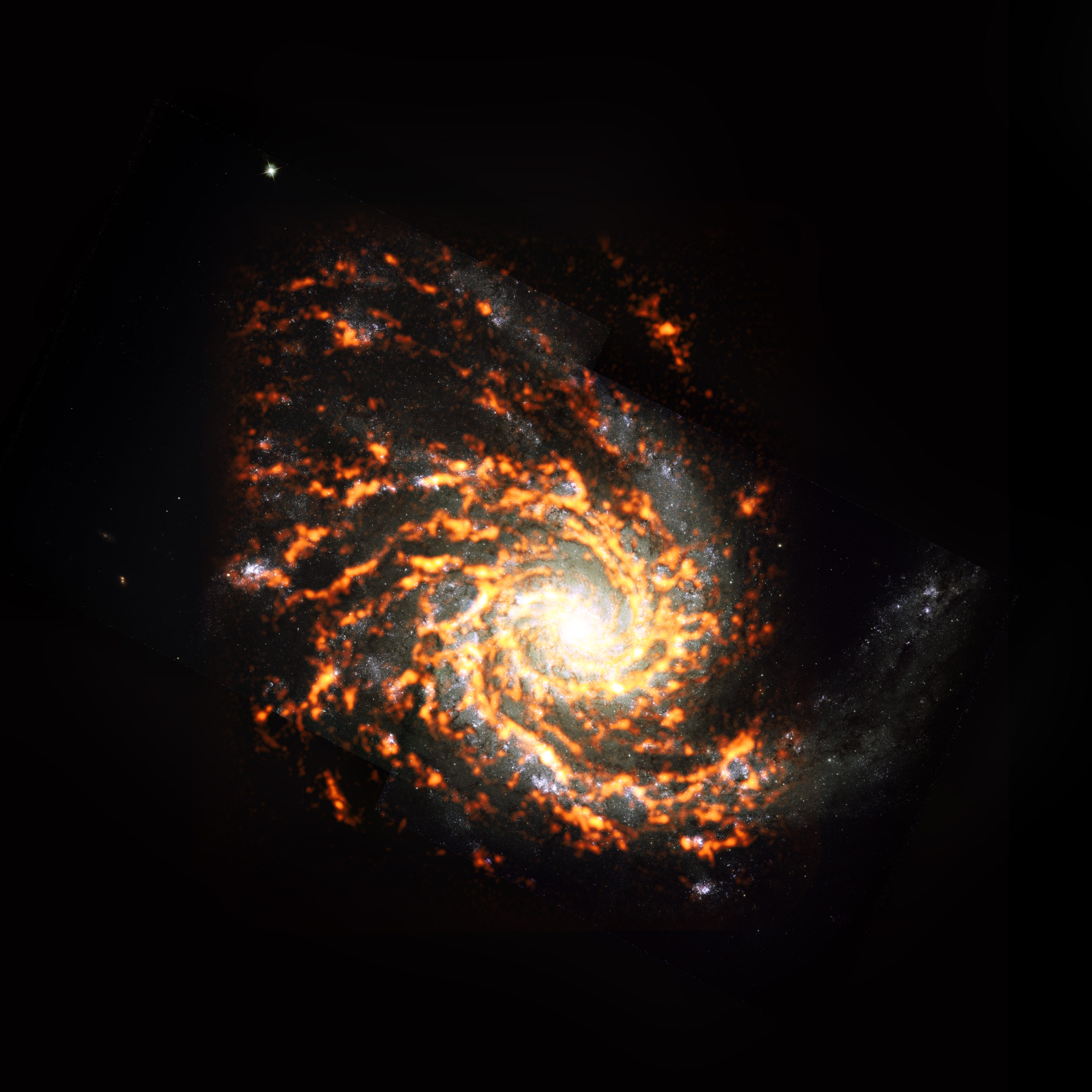 Mostrada aquí como un compuesto ALMA (naranja / rojo) con datos del Telescopio Espacial Hubble (HST), NGC4254 estaba entre las casi 100 galaxias incluidas en el reciente censo del proyecto PHANGS de galaxias en el Universo cercano. La encuesta encontró que los viveros estelares dentro de estas galaxias varían ampliamente en apariencia y comportamiento, y que estas características dependen en gran medida de dónde se encuentran los viveros estelares. NGC4254 es un ejemplo de una galaxia que presenta una morfología de tipo M. Crédito: ALMA (ESO/NAOJ/NRAO) / PHANGS, S. Dagnello (NRAO)