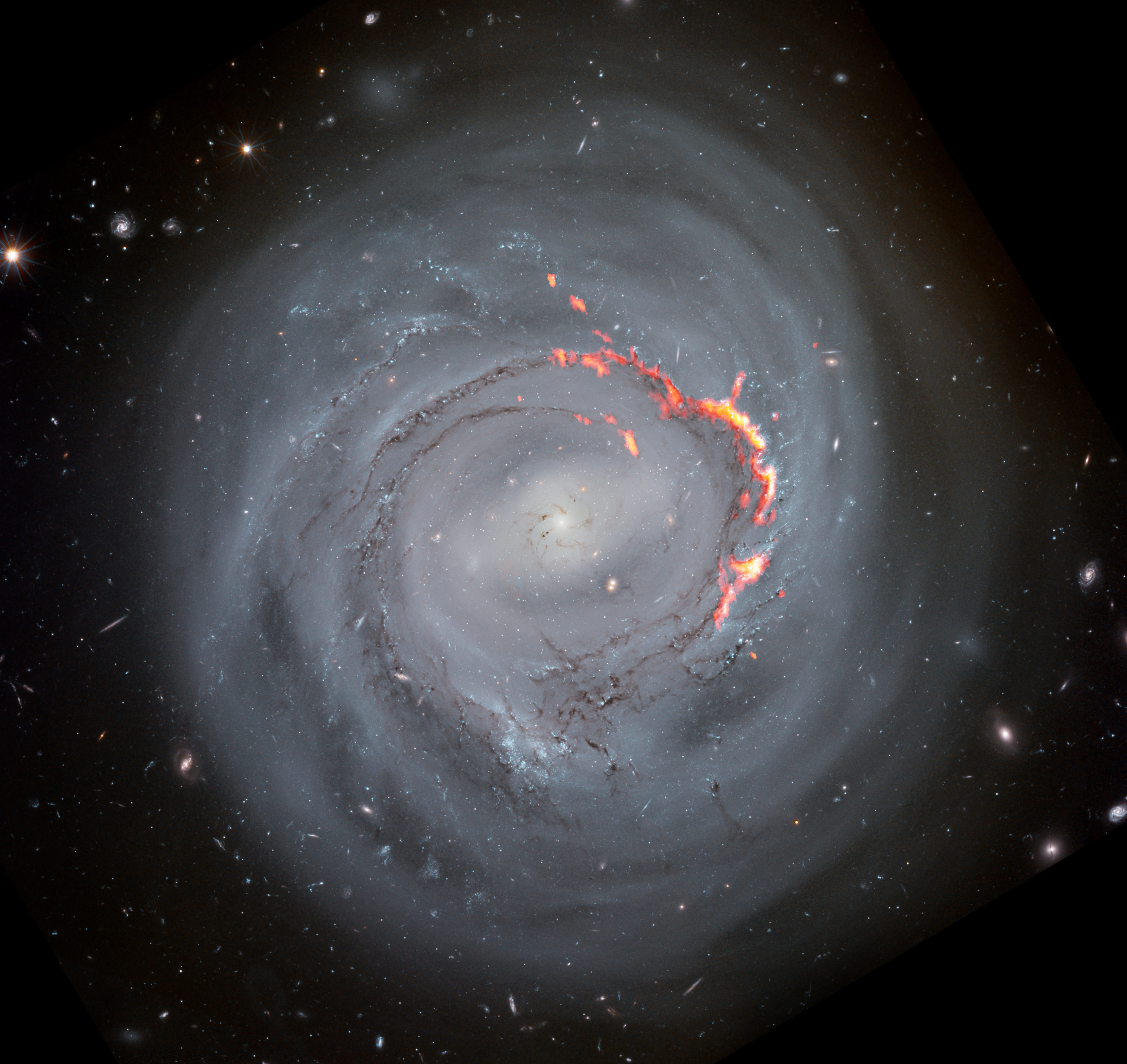 En esta imagen compuesta, los datos de ALMA (en rojo y naranja) revelan, en una imagen óptica de NGC 4921 obtenida por el telescopio espacial Hubble, las estructuras filamentosas dejadas por el fenómeno de despojo por presión. Los científicos creen que estos filamentos se forman cuando los campos magnéticos de la galaxia impiden que parte de la materia se vea desplazada. Créditos: ALMA (ESO/NAOJ/NRAO)/S. Dagnello (NRAO), NASA/ESA/Hubble, K. Cook (LLNL), L. Shatz