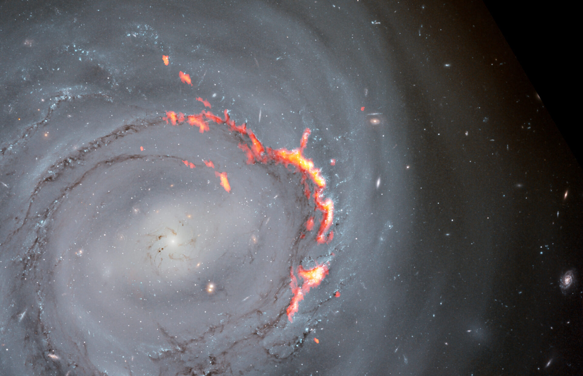 <p>Acercamiento de una imagen compuesta de NGC 4921 obtenida por ALMA (rojo y naranja) y el telescopio espacial Hubble (imagen óptica). En esta imagen se destacan las estructuras filamentosas causadas por el fenómeno de despojo por presión. Se trata de un proceso que desplaza el gas de una galaxia, despojándola del material necesario para formar nuevas estrellas.  Según un nuevo estudio, en vez de ser expulsado de la galaxia, parte de ese material podría verse sometido a un proceso de reacreción, posiblemente por efecto de campos magnéticos, lo cual ralentizaría la extinción de la galaxia.</p>
<p>Créditos: ALMA (ESO/NAOJ/NRAO)/S. Dagnello (NRAO), NASA/ESA/Hubble, K. Cook (LLNL), L. Shatz</p>
