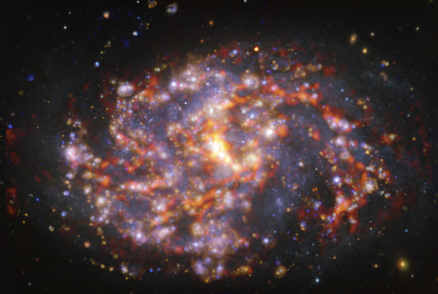 Esta imagen de la galaxia cercana NGC 1087 se obtuvo combinando las observaciones tomadas con el instrumento MUSE (Multi-Unit Spectroscopic Explorer, explorador espectroscópico multi-unidad), instalado en el Very Large Telescope (VLT) de ESO y con el Atacama Large Millimeter/submillimeter Array (ALMA), del que ESO es socio. NGC 1087 es una galaxia espiral localizada aproximadamente a 80 millones de años luz de la Tierra, en la constelación de Cetus. La imagen es una combinación de observaciones realizadas en diferentes longitudes de onda de luz para mapear poblaciones estelares y gas. Las observaciones de ALMA están representadas en tonos parduzco-anaranjados y resaltan las nubes de gas molecular frío que proporcionan la materia prima a partir de la cual se forman las estrellas. Los datos de MUSE aparecen principalmente en dorado y azul. Los intensos resplandores dorados indican nubes cálidas formadas principalmente por hidrógeno ionizado, oxígeno y gas de azufre, lo que indica la presencia de estrellas recién nacidas, mientras que las regiones azuladas revelan la distribución de estrellas ligeramente más antiguas. La imagen fue tomada como parte del proyecto Physics at High Angular resolution in Nearby GalaxieS (PHANGS), que realiza observaciones de alta resolución de galaxias cercanas con telescopios que operan en todo el espectro electromagnético. Crédito: ESO/ALMA (ESO/NAOJ/NRAO)/PHANGS