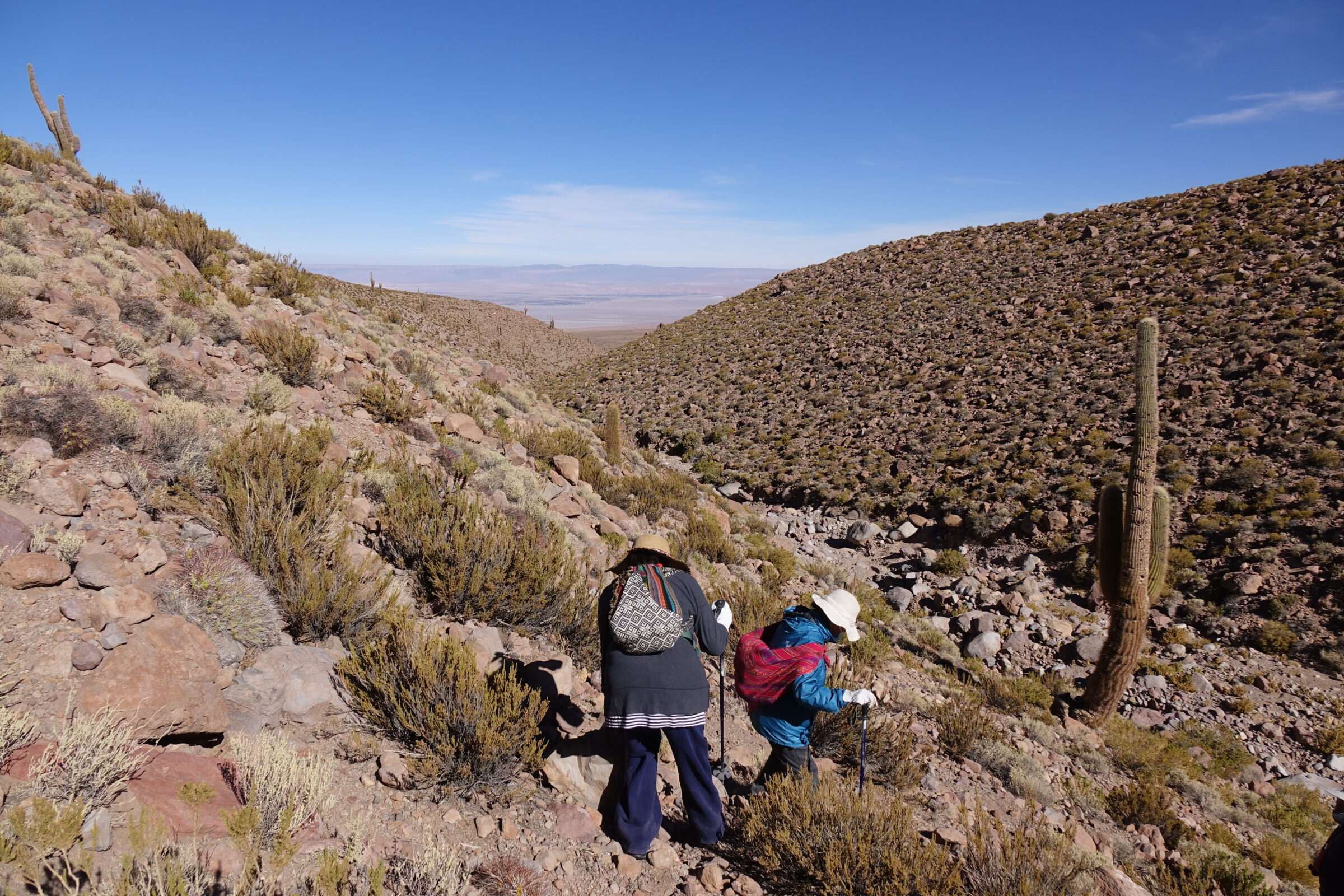 ALMA supports Celeste community collecting medicinal plants