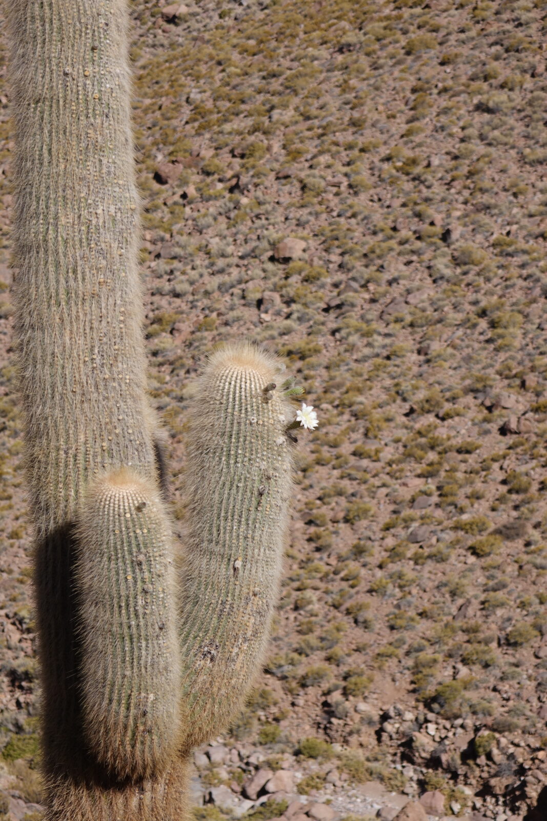 ALMA is committed to preserve local traditions