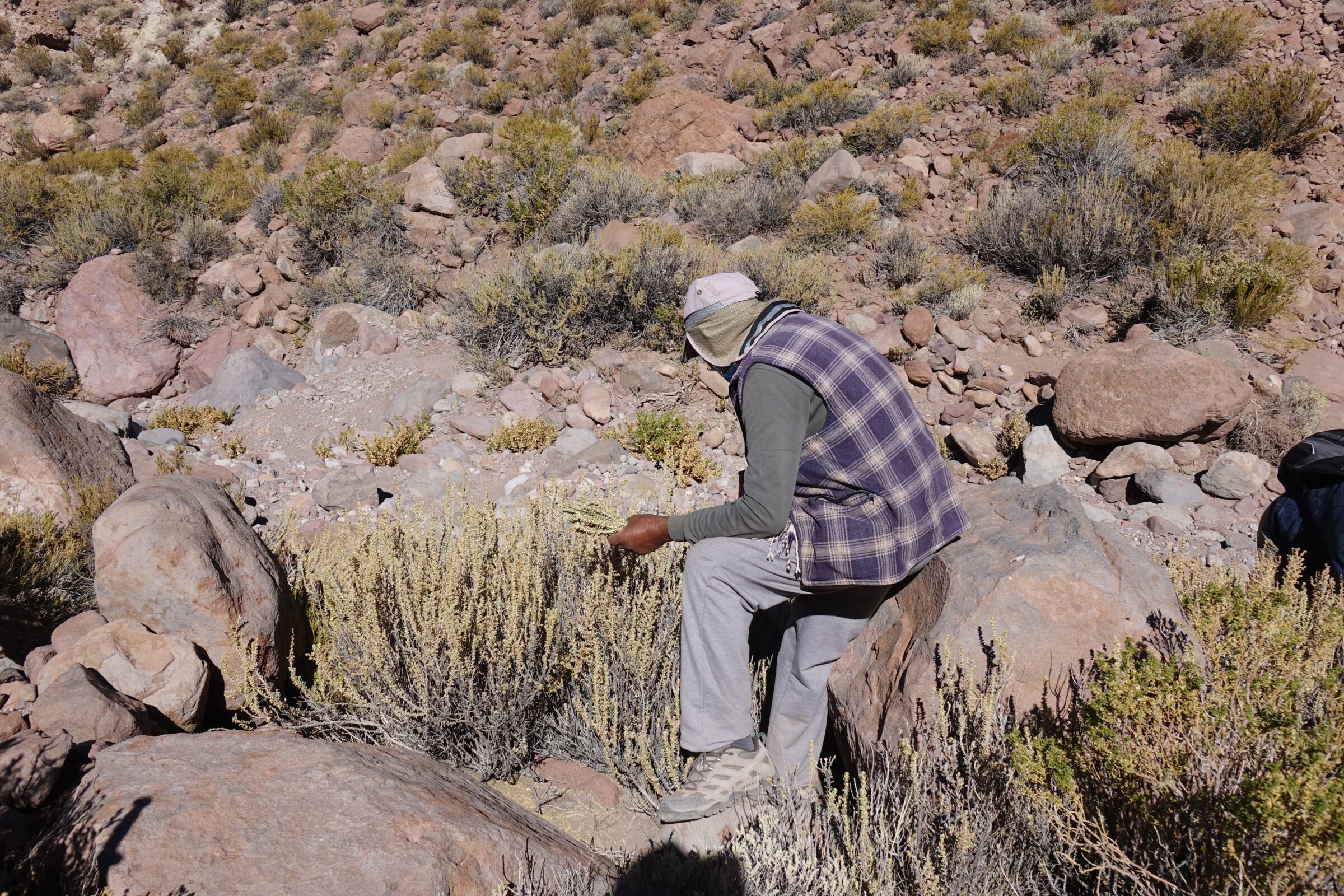 ALMA is committed to preserve local traditions