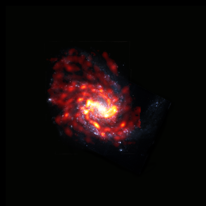La galaxia espiral NGC 4254 es una de las 2.000 galaxias que viven y mueren a merced de los procesos físicos extremos que se dan en el cúmulo de Virgo. Esta imagen se generó a partir de datos de radio del gas molecular obtenidos por ALMA (rojo/naranja) y datos ópticos de las estrellas obtenidos con el telescopio espacial Hubble (blanco/azul). Créditos: ALMA (ESO/NAOJ/NRAO)/S. Dagnello (NRAO)