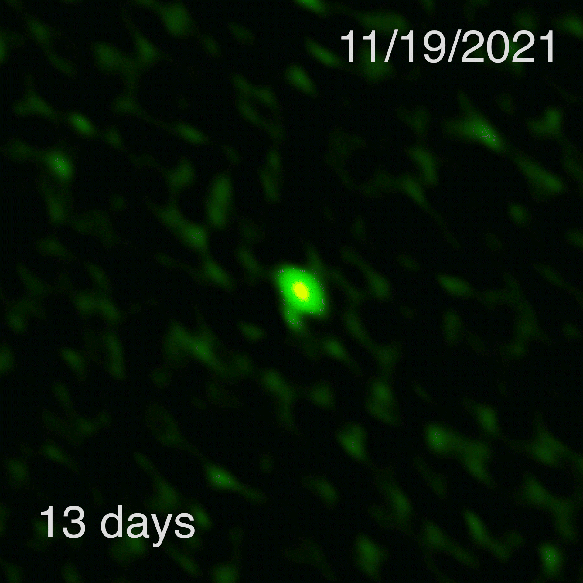 In the first-ever time-lapse movie of a short-duration gamma-ray burst in millimeter-wavelength light, we see GRB 21106A as captured with the Atacama Large Millimeter/submillimeter Array (ALMA). The millimeter light seen here pinpoints the location of the event to a distant host galaxy in images captured using the Hubble Space Telescope. The evolution of the millimeter light’s brightness provides information on the energy and geometry of the jets produced in the explosion. Credit: ALMA (ESO/NAOJ/NRAO), T. Laskar (Utah), S. Dagnello (NRAO/AUI/NSF)