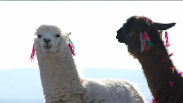 Chilean-Llamas