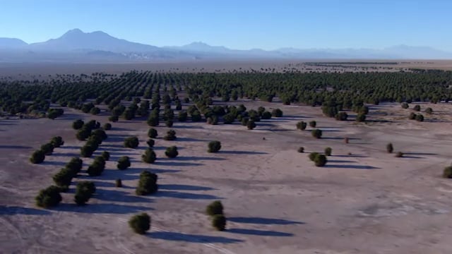 Tamarugo-Reforestation-in-the-Atacama-Desert